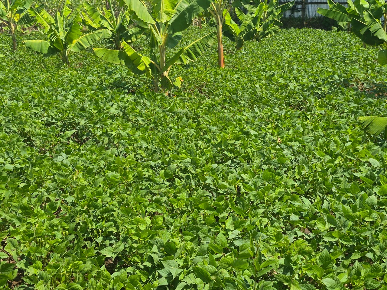 Homestead farm photo 2