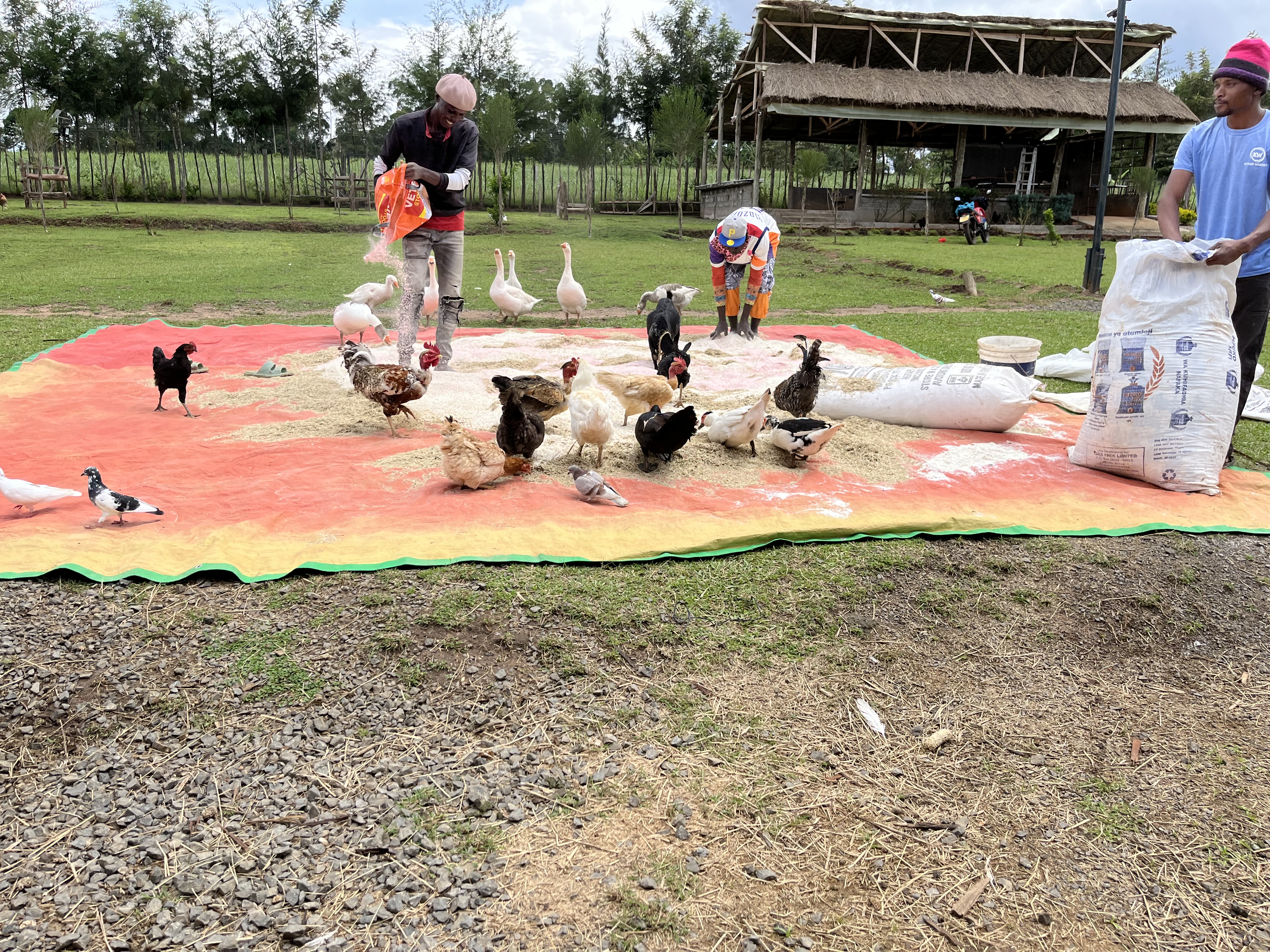 Homestead farm photo 4